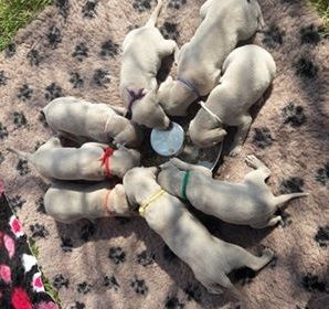 Première gamelle à base de croquettes au soleil  !