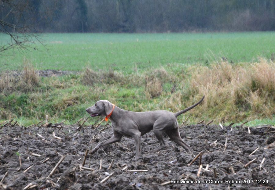 Mira-Bella edelweims de la clarée